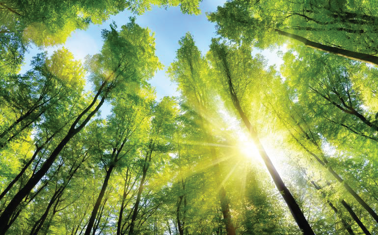 Sun beaming through the trees