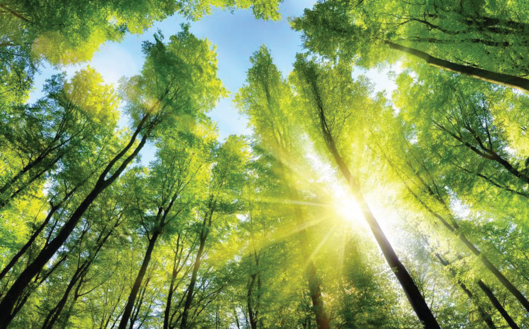 Sun beaming through the trees